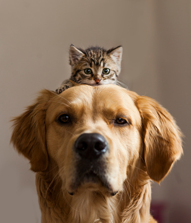 Golden Retriever with kitten on top of its head