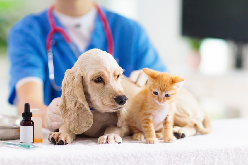 Vet with puppy and kitten