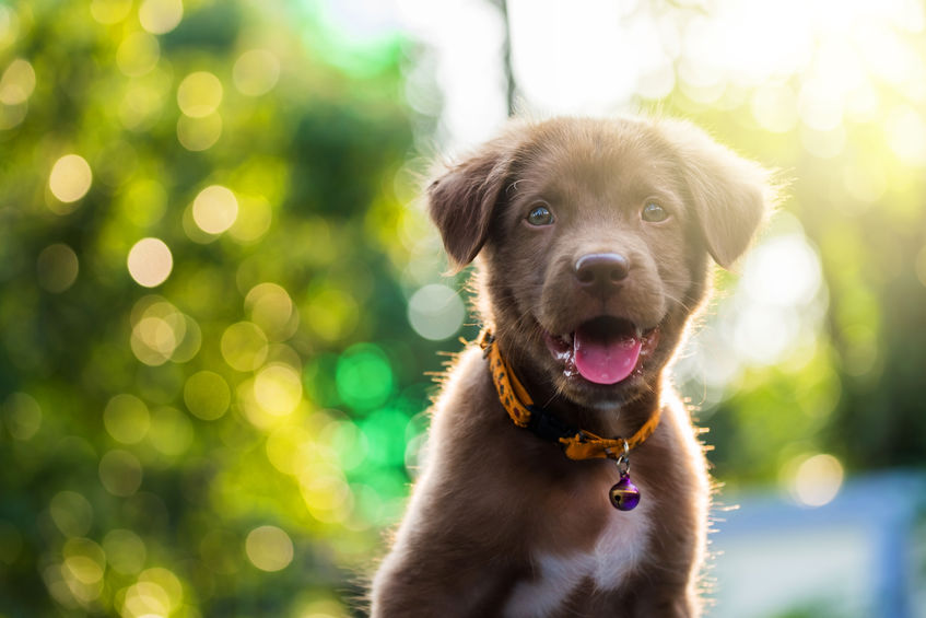 Brown Lab Puppy outside