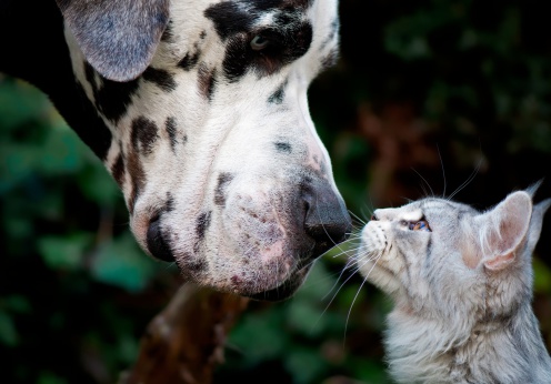 Great Dane touching noses with gray cat