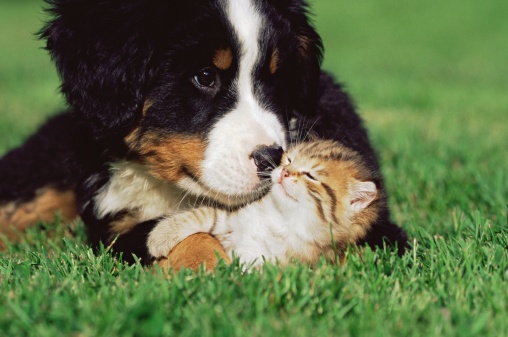 Bernese Mountain puppy snuggling kitten in grass